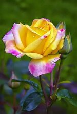 FB_IMG_1655444778069.jpg