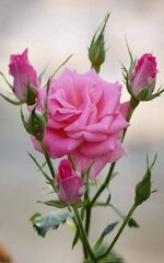 FB_IMG_1656011839499.jpg