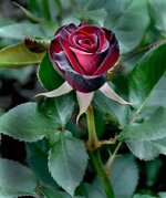FB_IMG_1656399786726.jpg