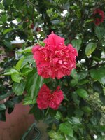 IMG_20220925_133200.jpg