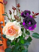IMG-20220926-WA0005.jpg