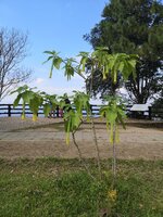 IMG_20221024_140439.jpg