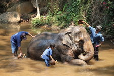 Mae Sa Elephant Camp Route 1096  (4).JPG
