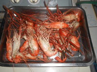 DSCN1408.JPG