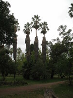 Argentinie-Mendoza ''Park General San Martin'' (10).JPG