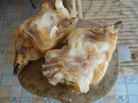 DSCN2972.JPG