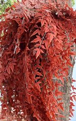 IMG_5097.jpeg