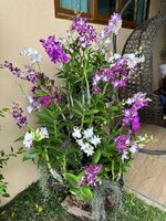 IMG_4278.jpeg