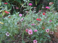 DSCN0804.JPG