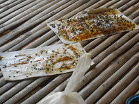 DSCN0531.JPG