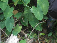 DSCN0536.JPG