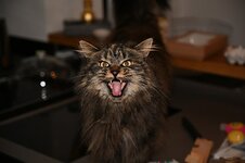 Maine_Coon_Meowing_2.jpg