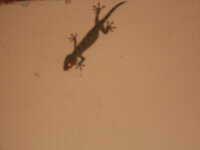 DSCN0784.JPG