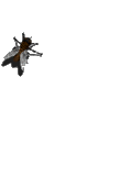 Fliege1.gif
