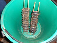 DSCN9684.JPG