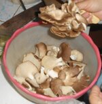 IMG_20210824_093132.jpg