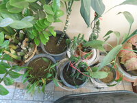 DSCN9971.JPG