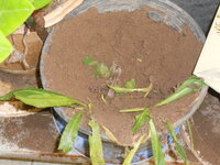DSCN9988.JPG