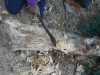 DSCN9007.JPG