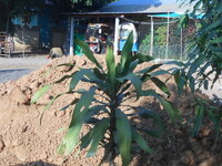 DSCN9293.JPG