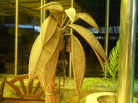 DSCN6786.JPG