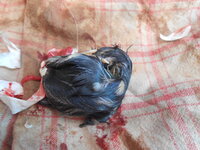 DSCN9271.JPG