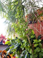 IMG_20230926_132156_547.jpg