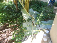 DSCN9016.JPG