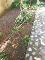 IMG_20180601_203319.jpg