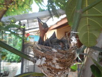 DSCN9043_new.jpg