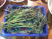 DSCN8470.JPG