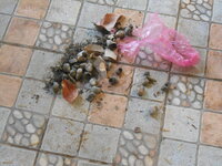 DSCN9072_new.jpg