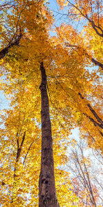 Canada-Ontario ''Algonquin Park'' (32).jpg