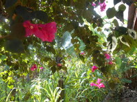 DSCN6226.JPG