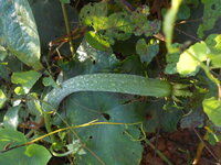 DSCN0008.JPG