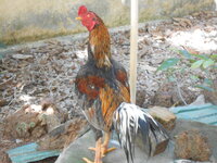 DSCN0066.JPG