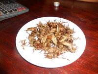 DSCN0091.JPG