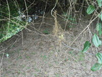 DSCN9007.JPG