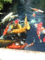IMG_20190708_133316.jpg