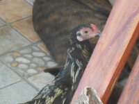 DSCN9236.JPG