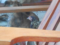 DSCN9241.JPG
