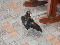 DSCN9242.JPG