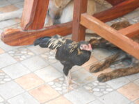 DSCN9243.JPG