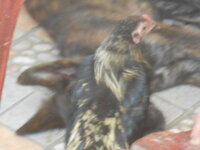 DSCN9238.JPG