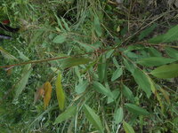 DSCN9132.JPG
