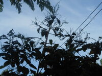 DSCN9287.JPG