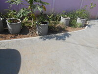 DSCN1920.JPG