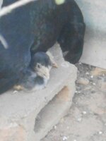 IMG_20190827_131951.jpg