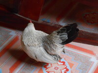DSCN3620.JPG