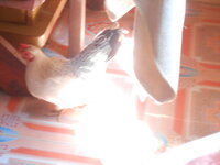 DSCN3618.JPG